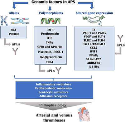 New Biomarkers for Atherothrombosis in Antiphospholipid Syndrome: Genomics and Epigenetics Approaches